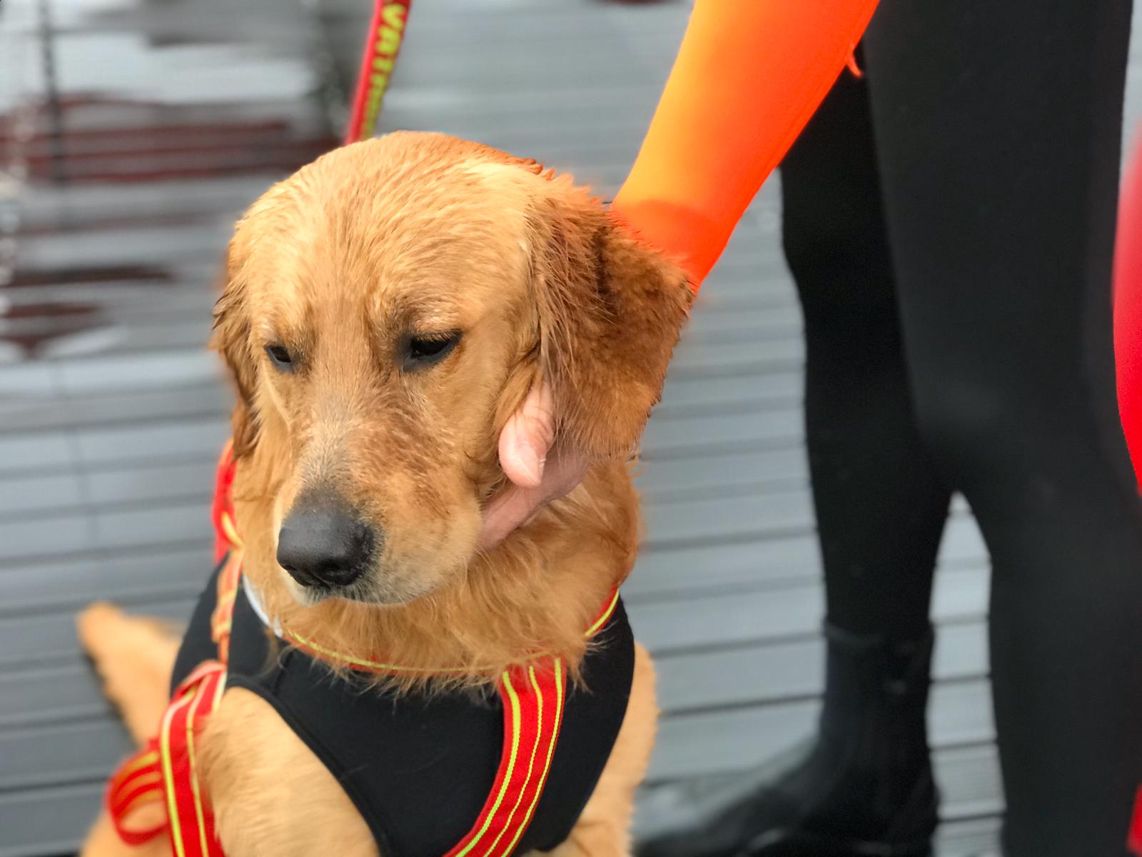 scuola cani salvataggio piemonte